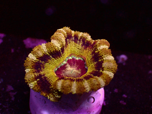 Asian Acan "Honeycombs" | WYSIWYG