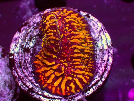 CC Cloudberry Chalice | WYSIWYG