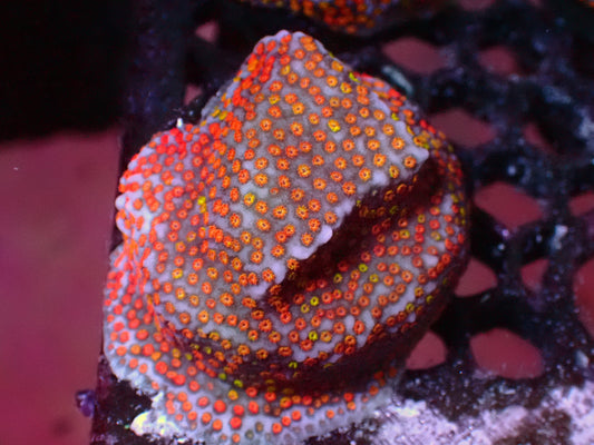 Rainbow Montipora | WYSIWYG