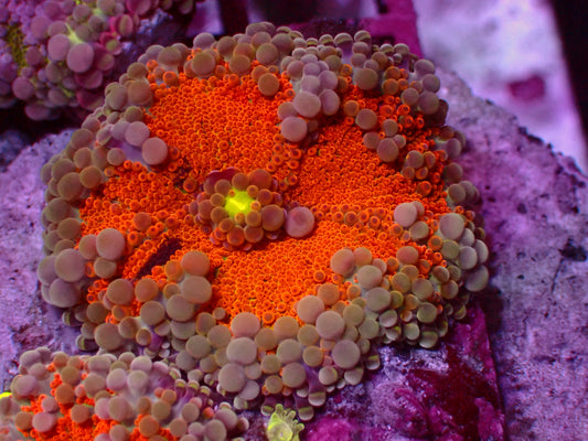 PR Lorax Yuma Mushroom | WYSIWYG