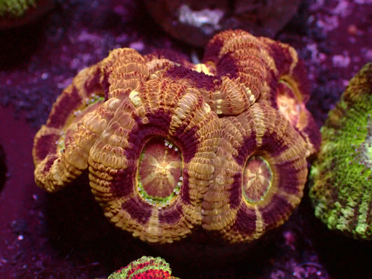 Golden/Black Asian Acanthastrea | WYSIWYG