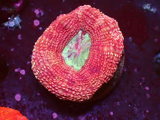 Ultra Acan Bowerbanki | WYSIWYG