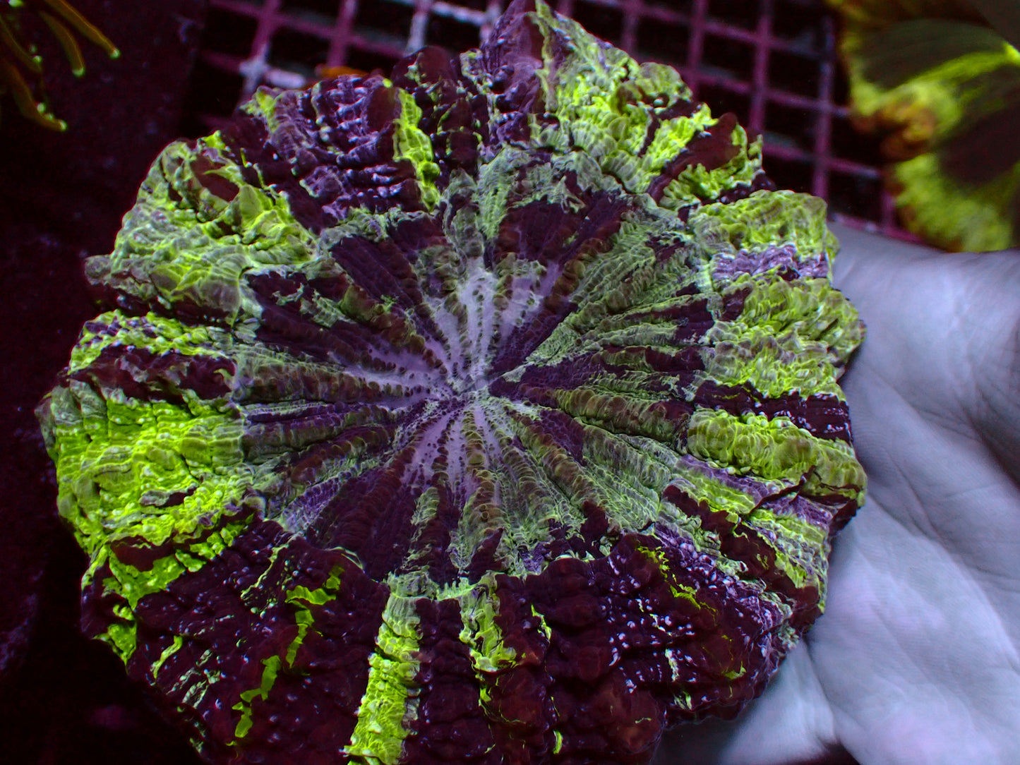 Toxic Mastergrade Acanthophyllia | WYSIWYG