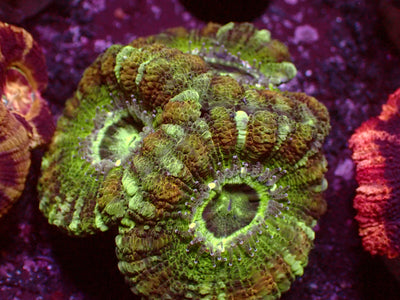 Master Asian Acanthastrea | WYSIWYG