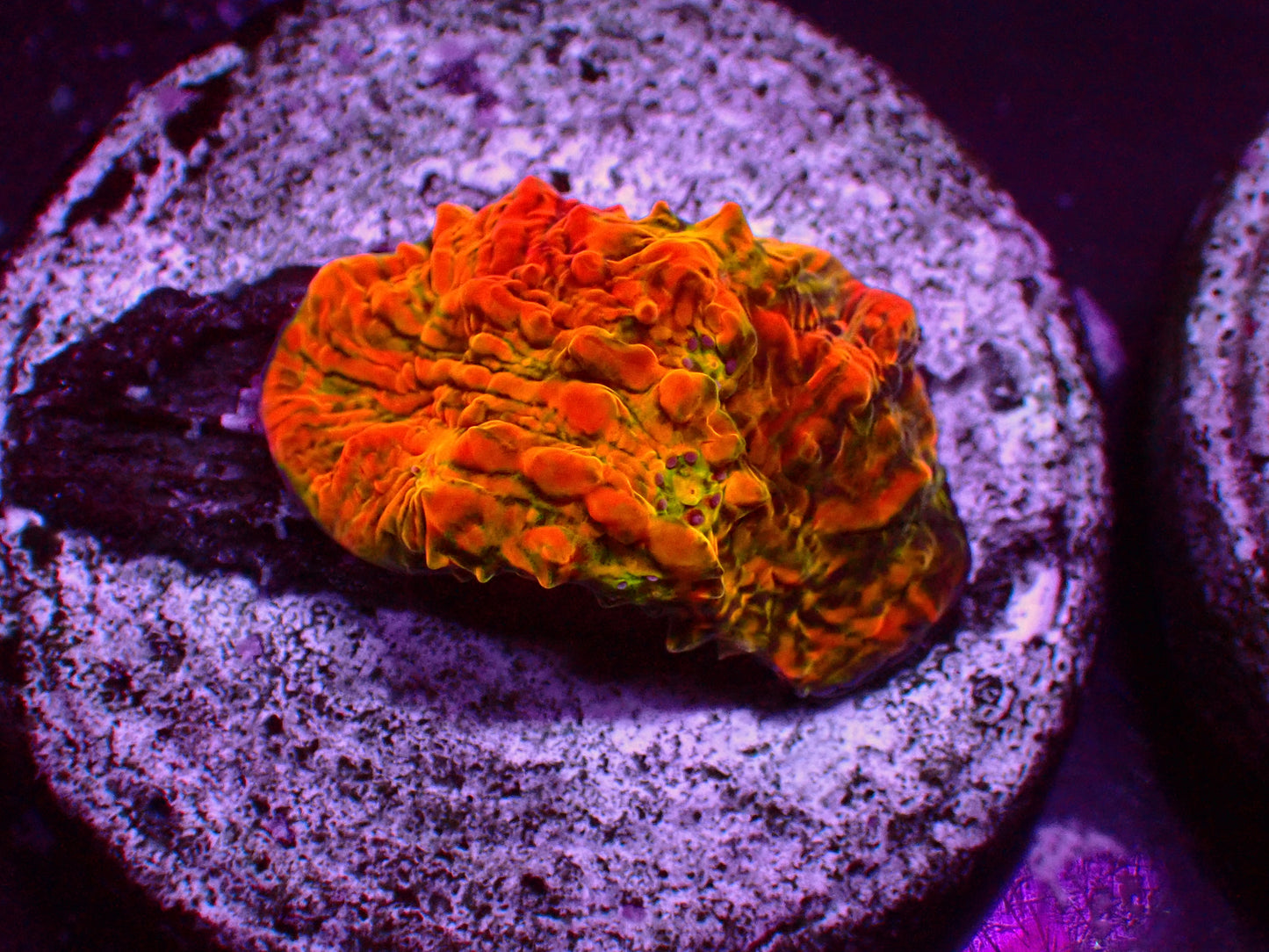 WWC Stellaria Chalice | WYSIWYG