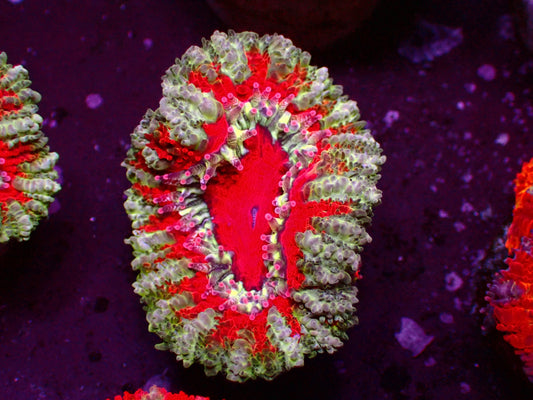 Acanthastrea Lordhowensis "Aussie Striped" | WYSIWYG