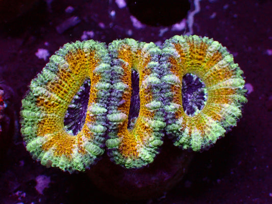 PR Ultra Yellow Rim Acanthastrea (Aussie) | WYSIWYG