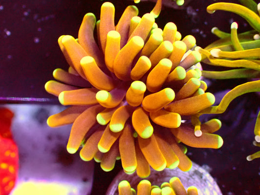 Banana Christata | WYSIWYG