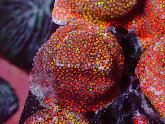 Rainbow Montipora | WYSIWYG