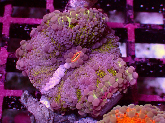 Incredible Yuma Mushroom | WYSIWYG