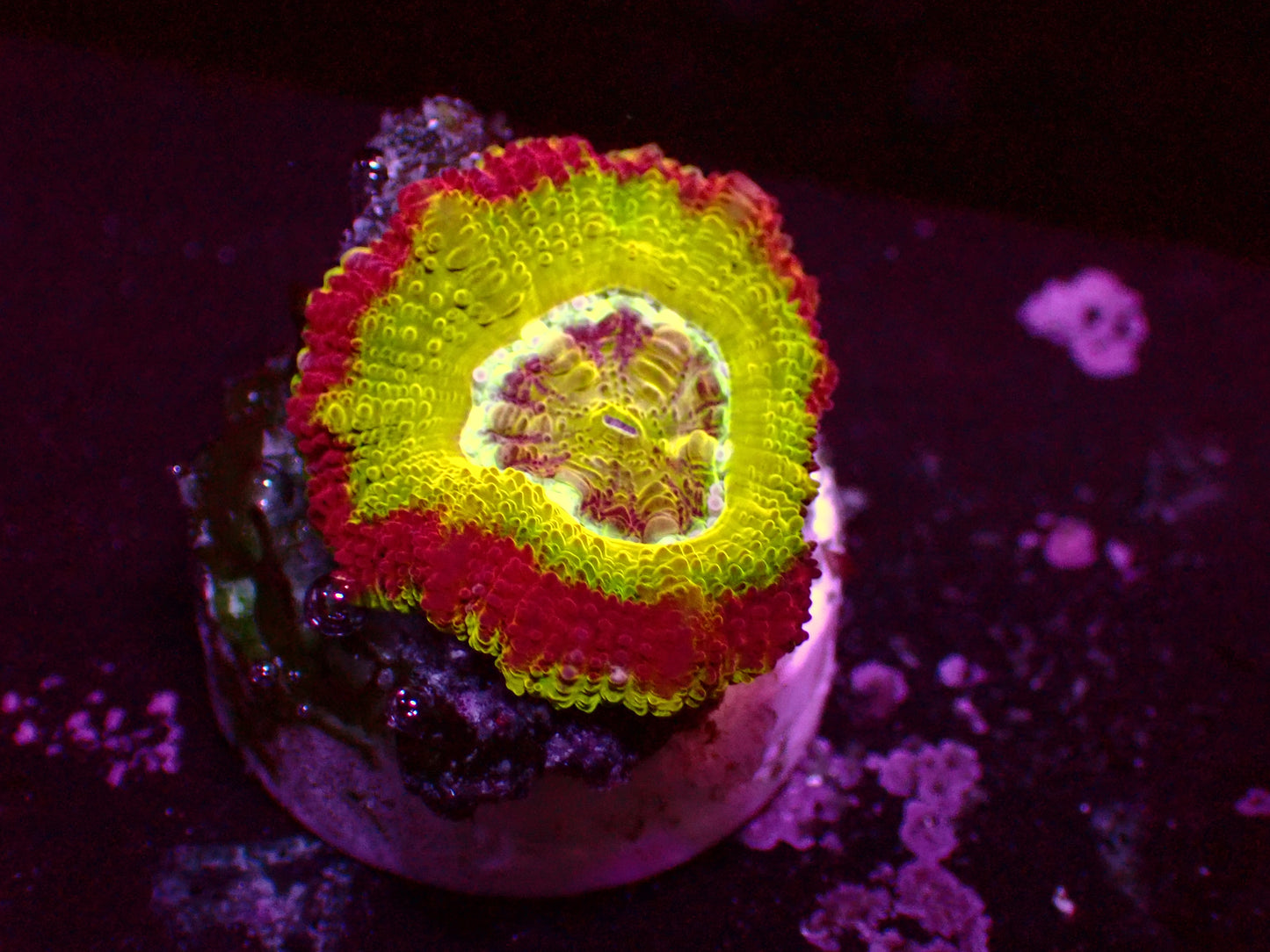 Asian Acan "Crazy Ufo" | WYSIWYG