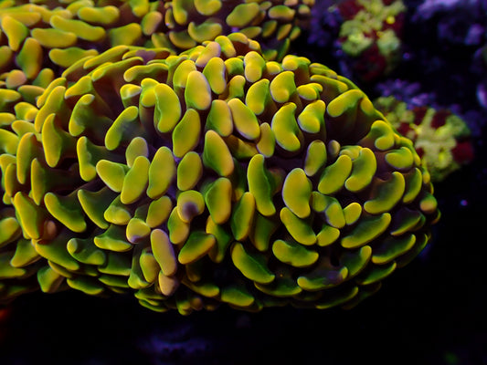 Euphyllia Paraancora "Ultra Gold" | Ableger