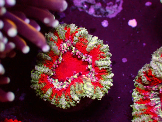 Acanthastrea Lordhowensis "Aussie Striped" | WYSIWYG
