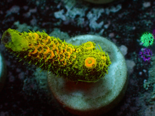 Acropora Millepora "Solarflare" | WYSIWYG