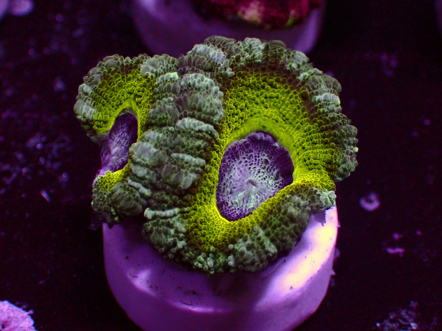 Asian Acan "Lime" | WYSIWYG