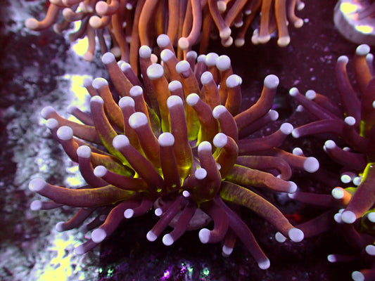 Euphyllia Golden Joker Torch | WYSIWYG