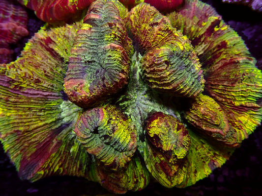 Mastergrade Trachyphyllia | WYSIWYG