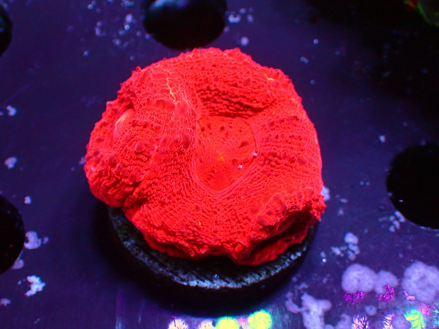 Ultra Red Bowerbanki | WYSIWYG