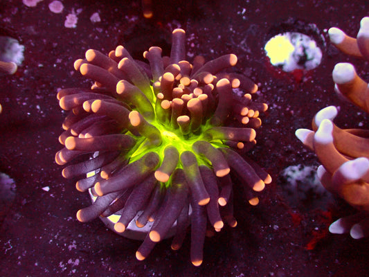 Euphyllia PR Miami Torch | WYSIWYG