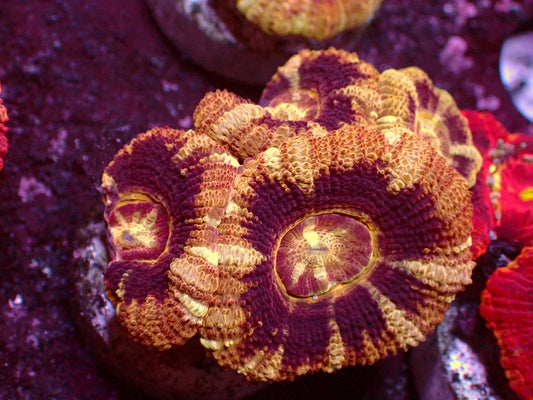 Golden/Black Asian Acanthastrea | WYSIWYG