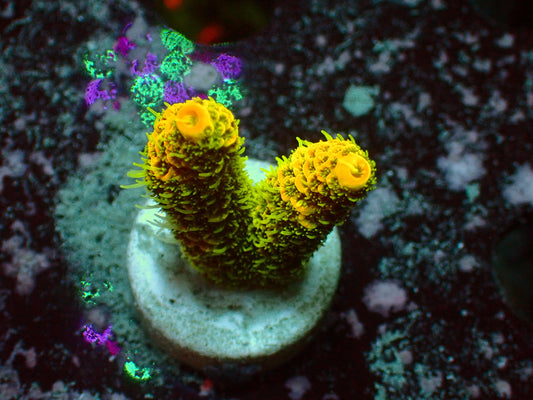 Acropora Millepora "Solarflare" | WYSIWYG