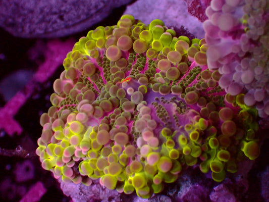 Purple Hulk Yuma Mushroom | WYSIWYG