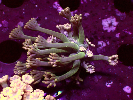 Alveopora "Green/Gold" | WYSIWYG