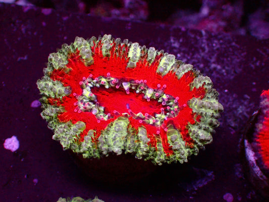Acanthastrea Lordhowensis "Aussie Striped" | WYSIWYG