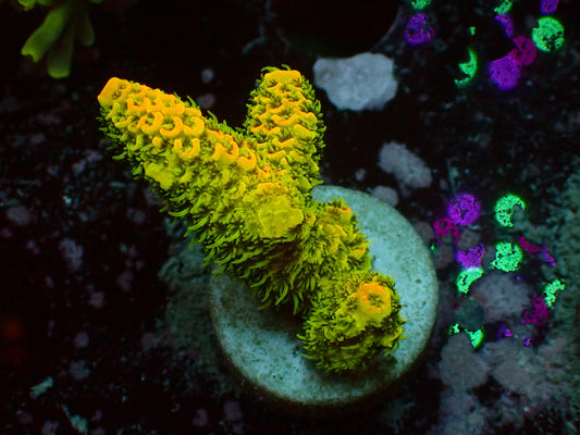 Acropora Millepora "Solar Flare" | WYSIWYG