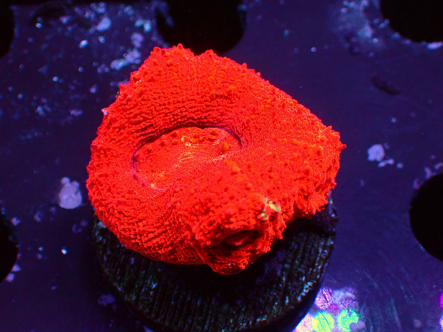 Ultra Red Bowerbanki | WYSIWYG