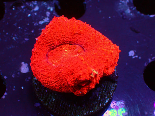 Ultra Red Bowerbanki | WYSIWYG