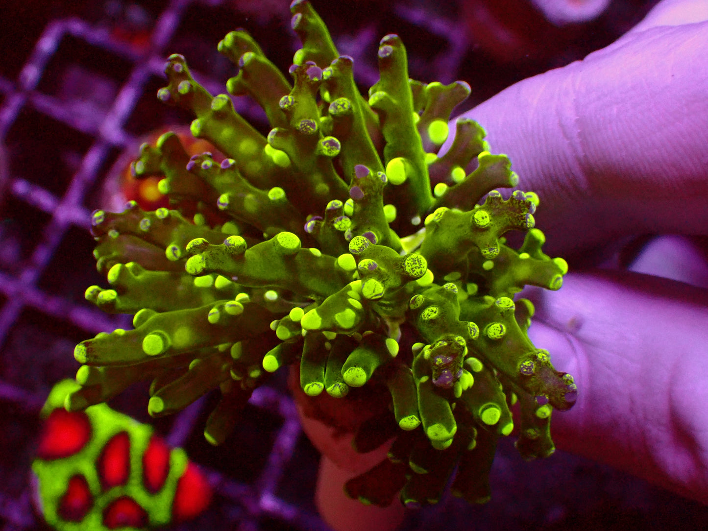 Toxic Splatter Paradivisa | WYSIWYG