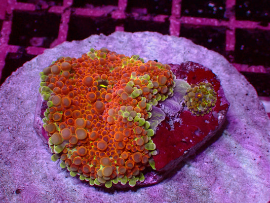 PR Gumball Yuma Mushroom (+baby) | WYSIWYG