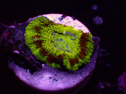 Asian Acan "Master Ufo" | WYSIWYG