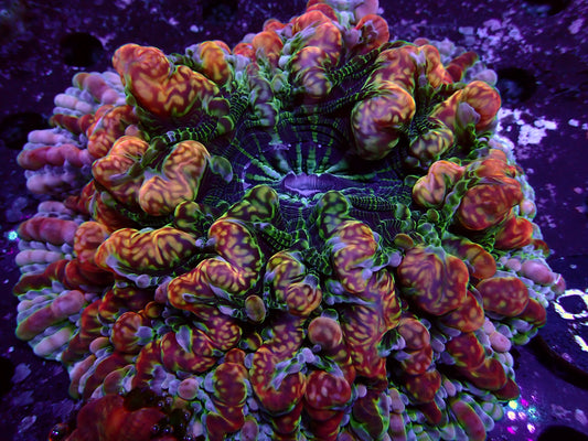Insane Indophyllia | WYSIWYG