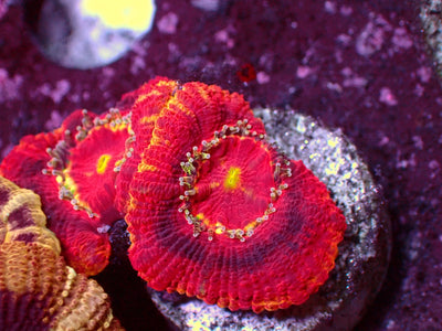 Vulcano Asian Acanthastrea | WYSIWYG