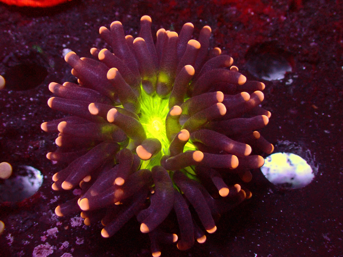 Euphyllia PR Miami Torch | WYSIWYG