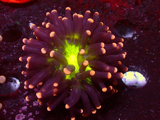 Euphyllia PR Miami Torch | WYSIWYG