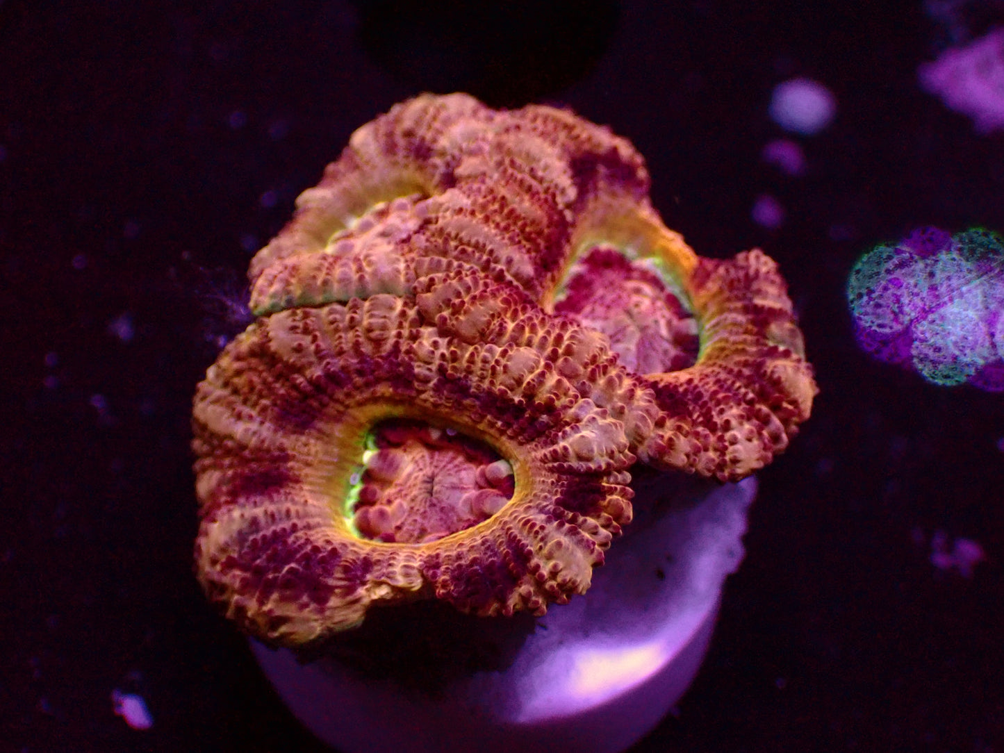 Asian Acan "Mastergrade/Yellow Rim" | WYSIWYG