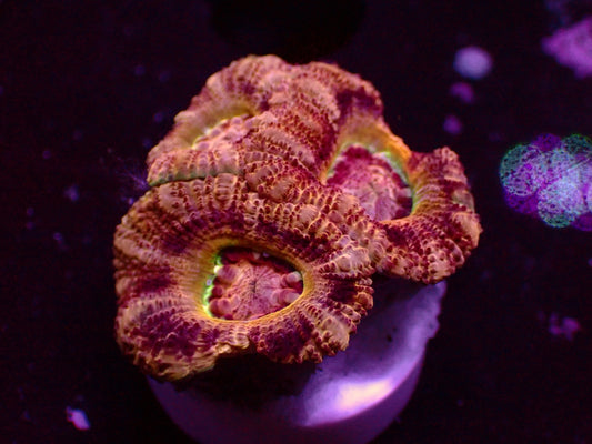 Asian Acan "Mastergrade/Yellow Rim" | WYSIWYG