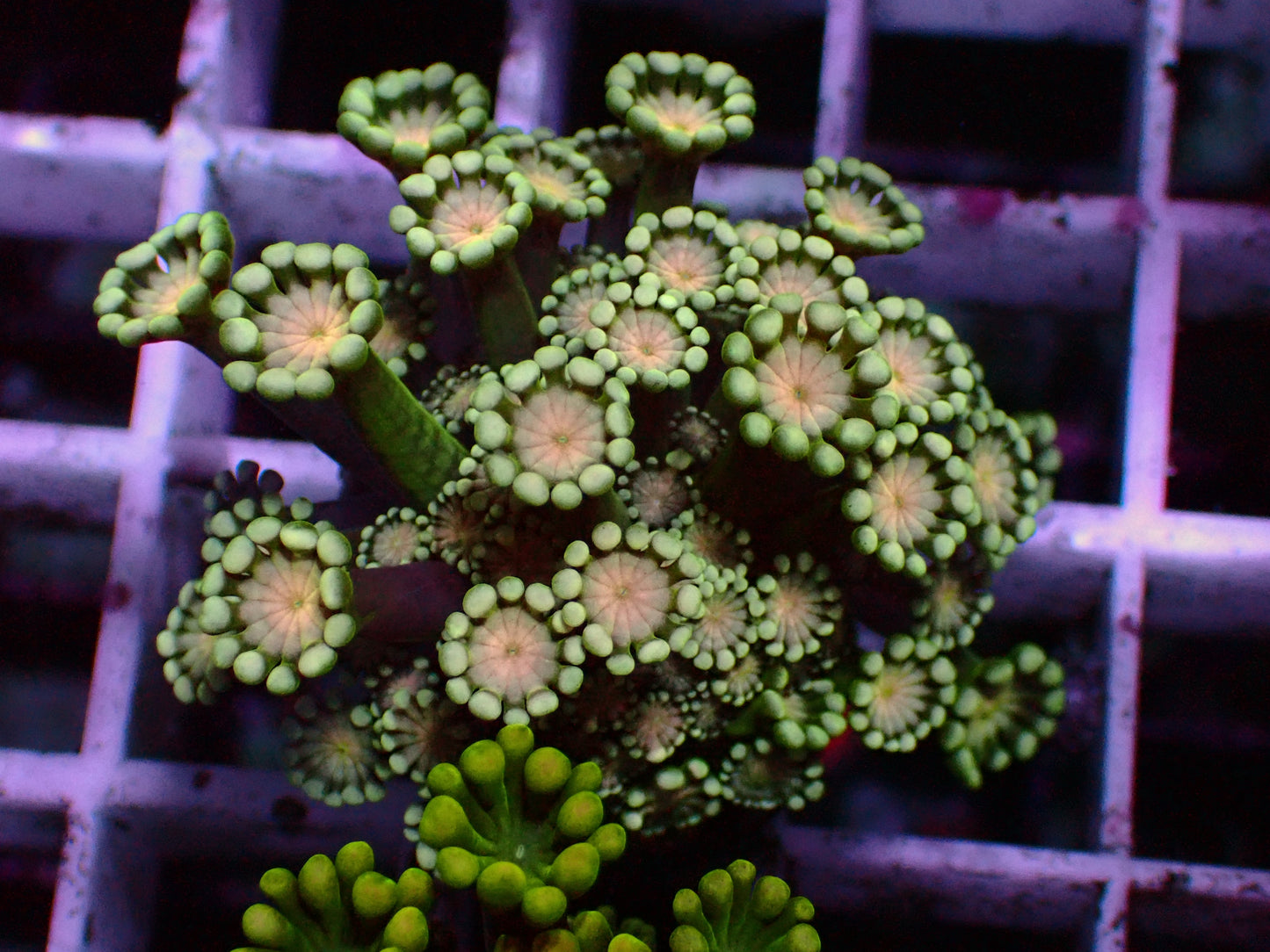 Orange Center Alveopora | WYSIWYG