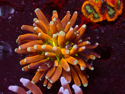 Euphyllia Banana Torch Christata | WYSIWYG