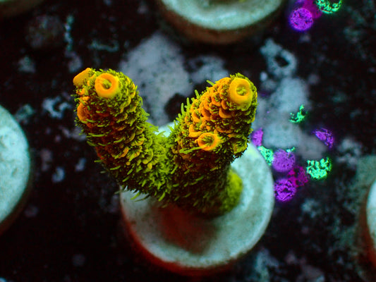 Acropora Millepora "Solar Flare" | WYSIWYG