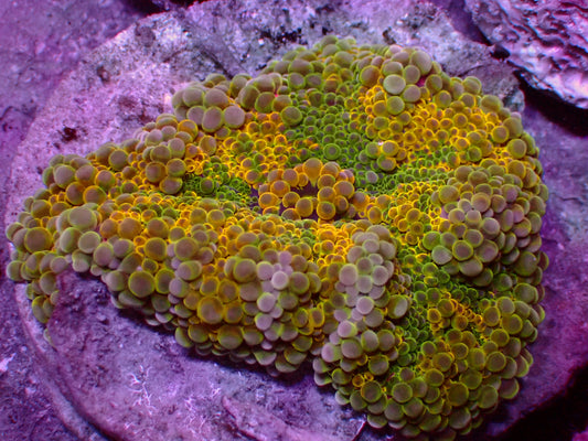 Gold Digger Yuma Mushroom | WYSIWYG