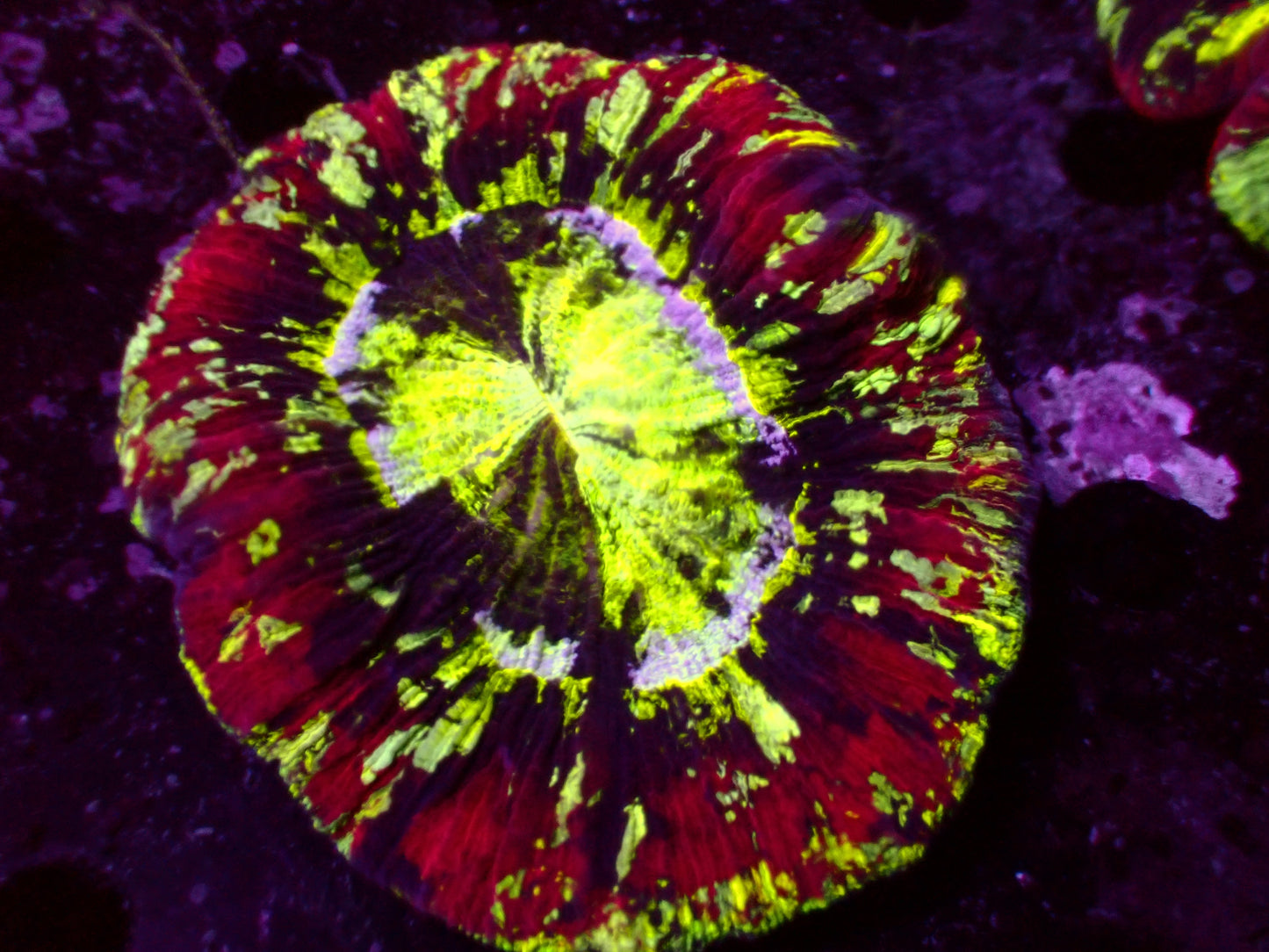 Rainbow Trachyphyllia | WYSIWYG