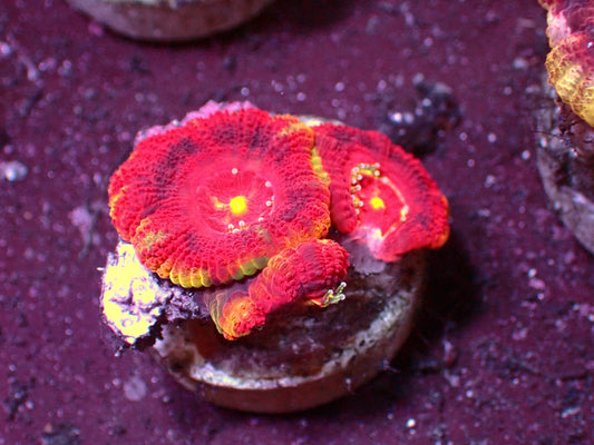 Vulcano Asian Acanthastrea | WYSIWYG