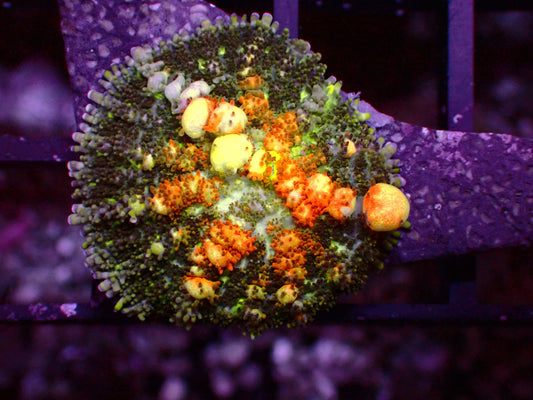 TCK Powerball Bounce Mushroom | WYSIWYG
