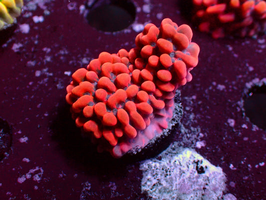 PR Magma Montipora | WYSIWYG