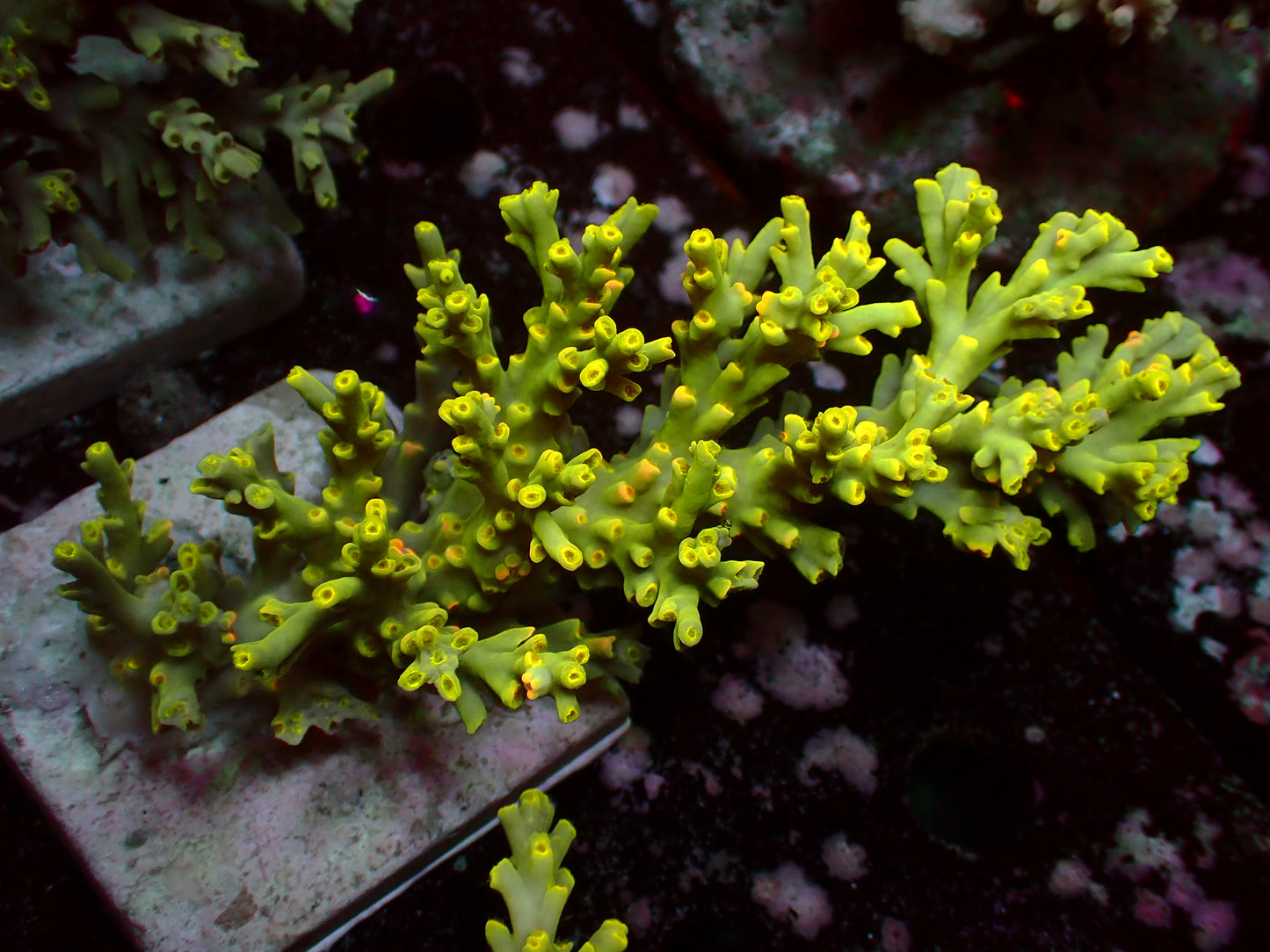Acropora Speciosa "Flaming Sunrise" | Kolonie