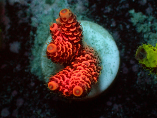 Acropora Millepora "Pink" | WYSIWYG
